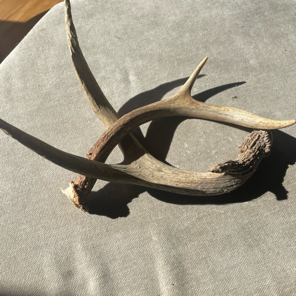 Medium sized deer antlers